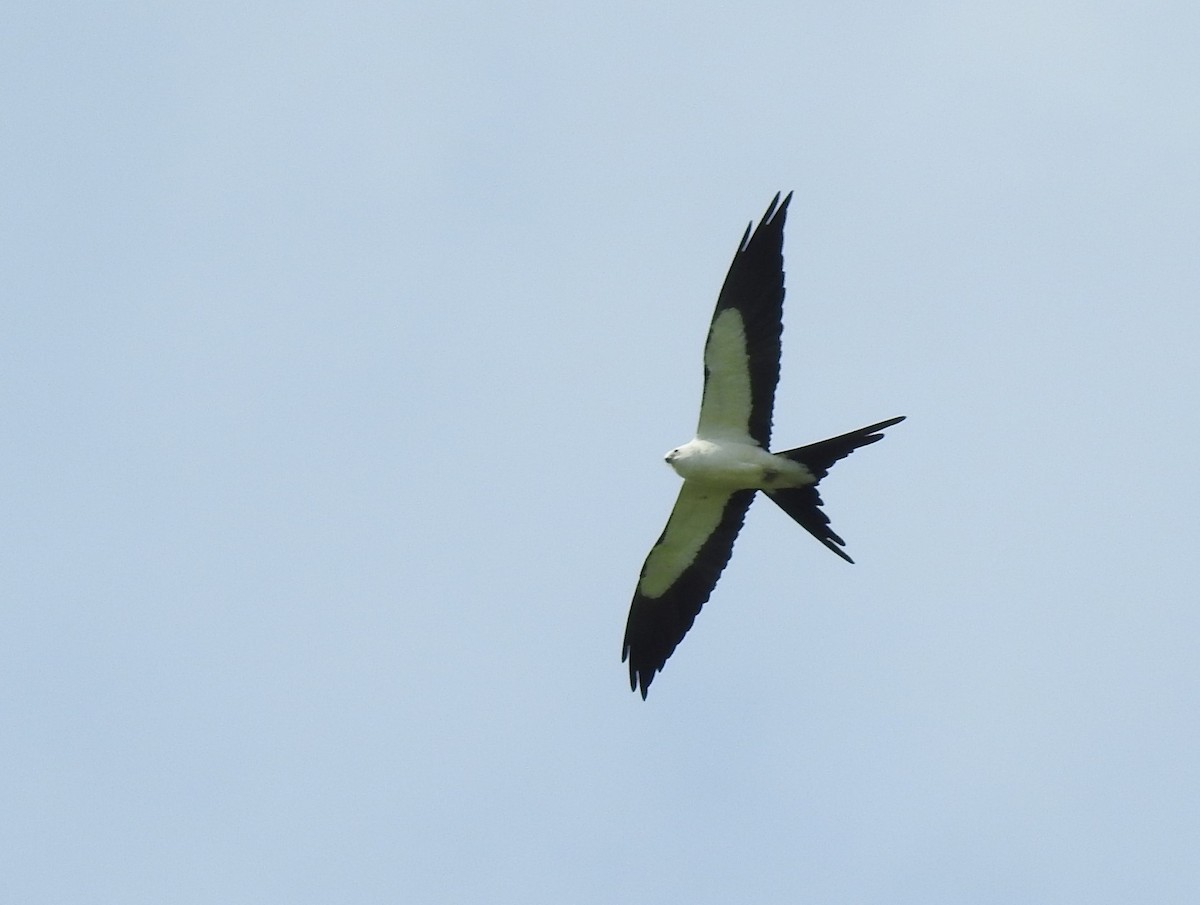 Swallow-tailed Kite - ML391179881