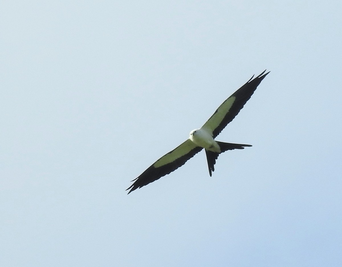 Swallow-tailed Kite - ML391179951