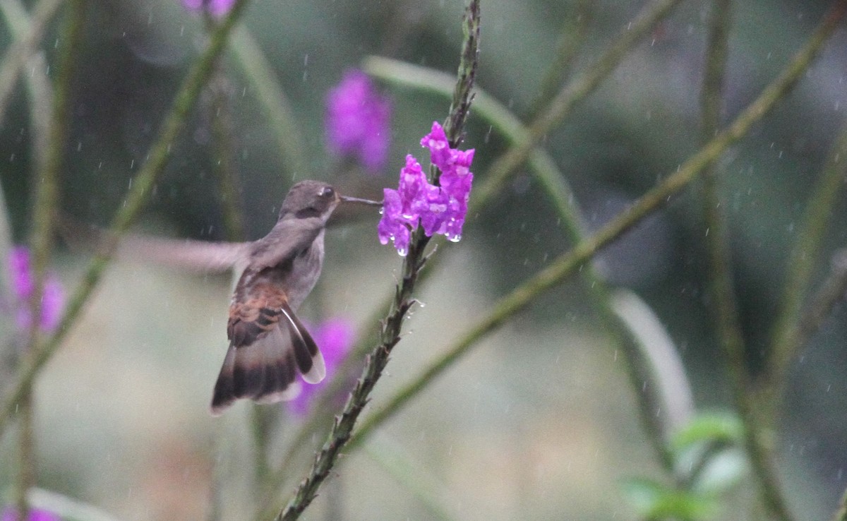 Brown Violetear - Georges Duriaux