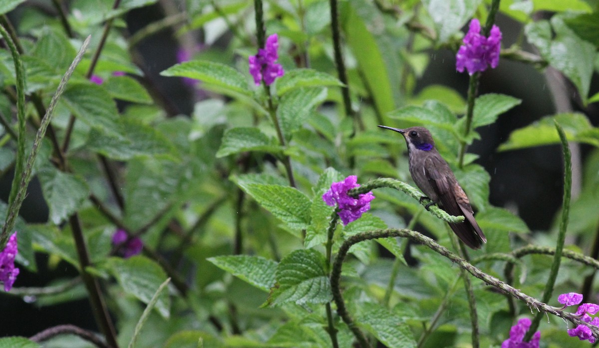 kolibřík fialovouchý - ML39118061
