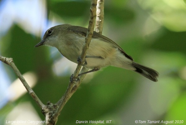 Large-billed Gerygone - ML39118091