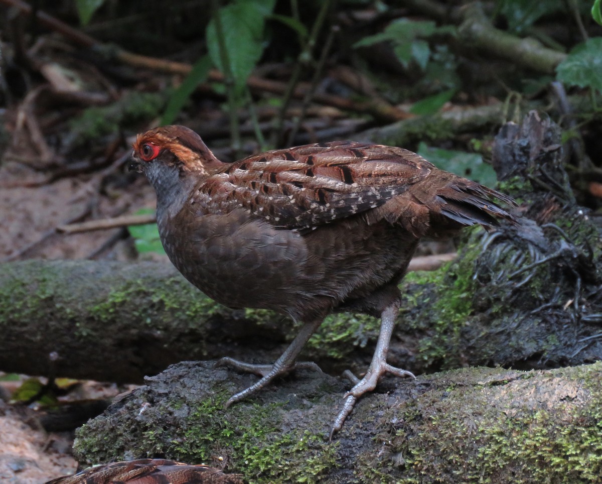 Spot-winged Wood-Quail - João Menezes