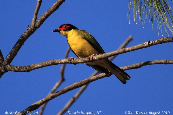 Australasian Figbird - ML39118161