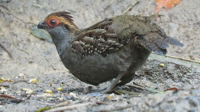 Spot-winged Wood-Quail - ML391181821