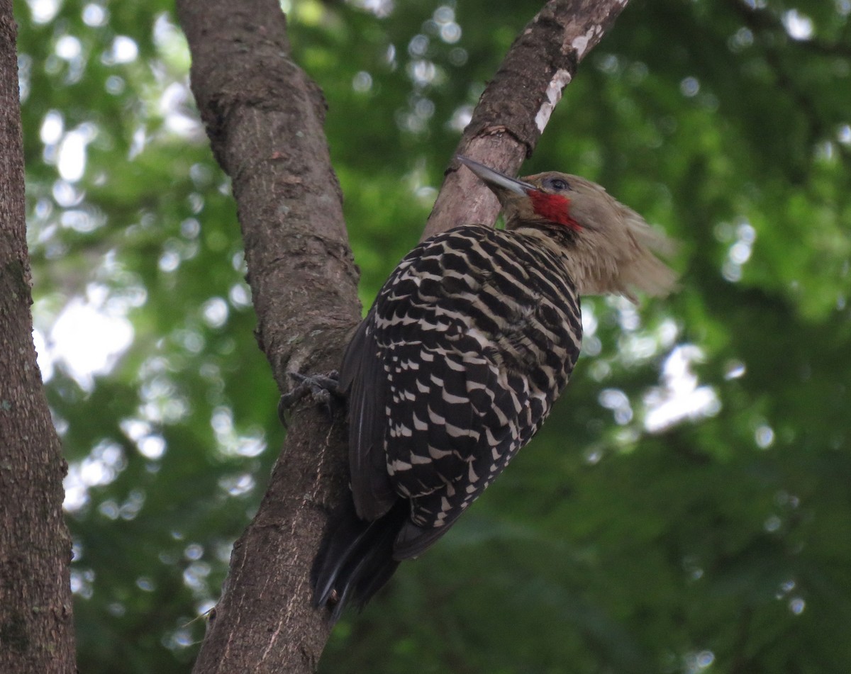 Blond-crested Woodpecker - ML391181941