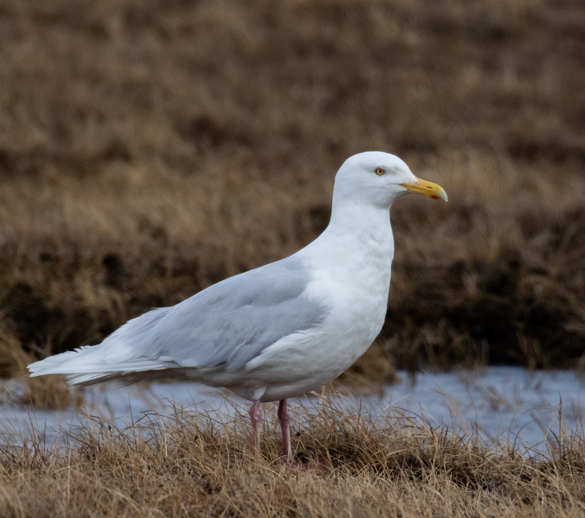 Glaucous Gull - ML391183091