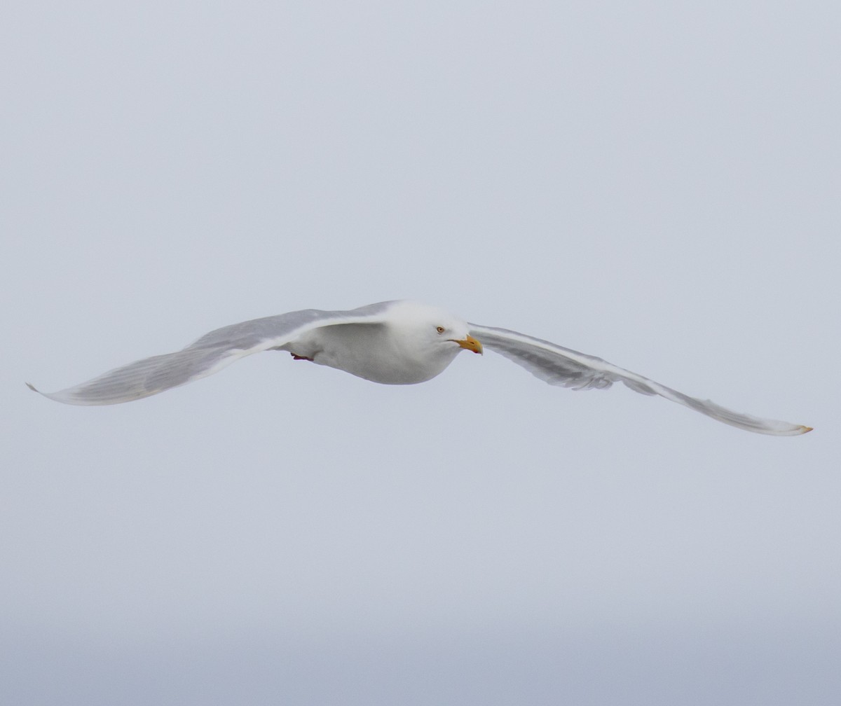 Glaucous Gull - ML391183101