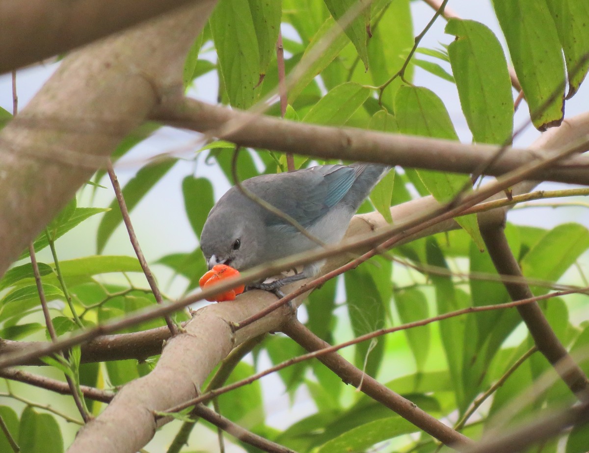 Sayaca Tanager - ML391183781