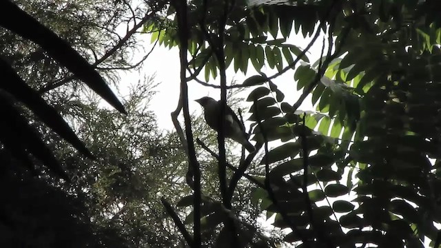 Bare-throated Bellbird - ML391184641