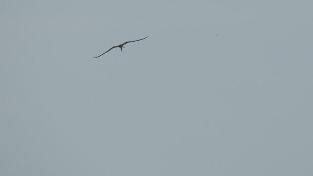 Magnificent Frigatebird - ML391184651