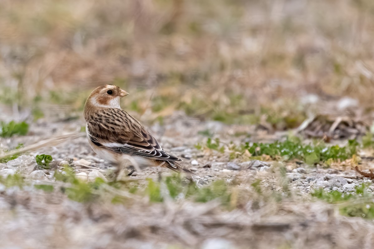 Snow Bunting - ML391184981