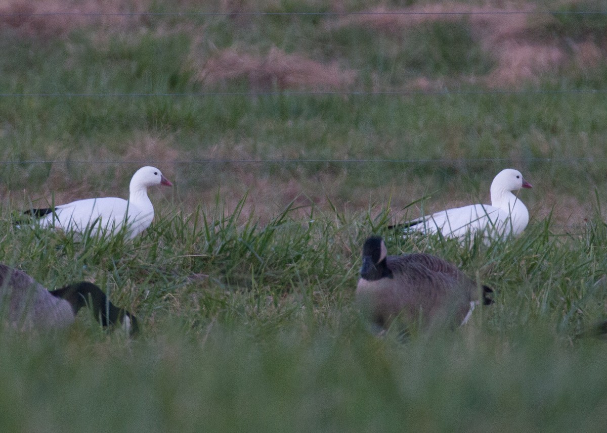 Ross's Goose - ML391186941