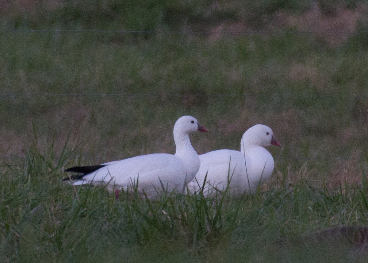 Ross's Goose - ML391186961