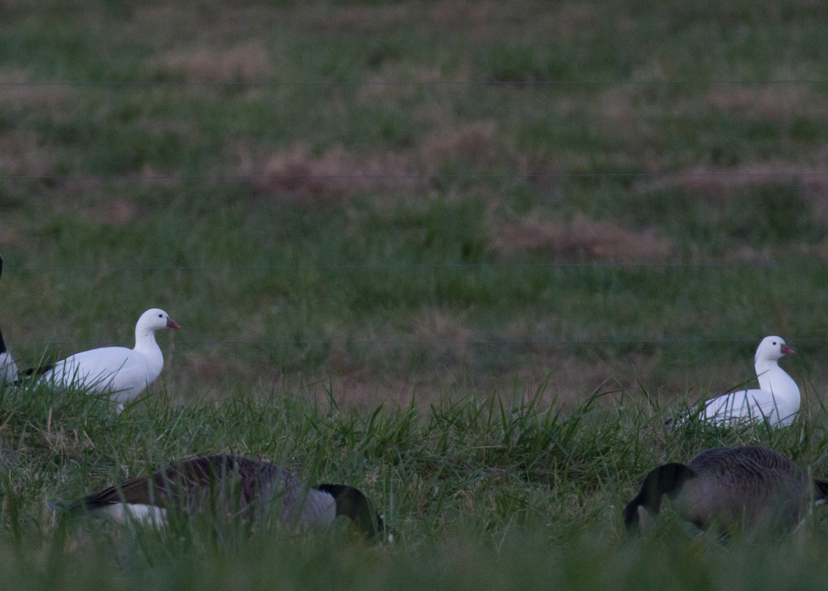 Ross's Goose - ML391187011