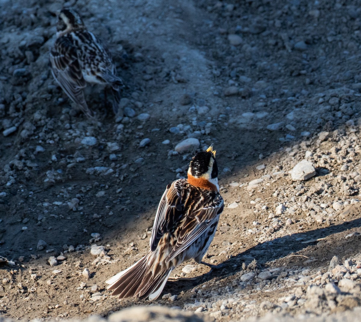 Lapland Longspur - ML391187451