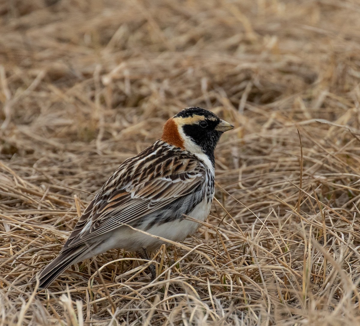 Lapland Longspur - ML391187471