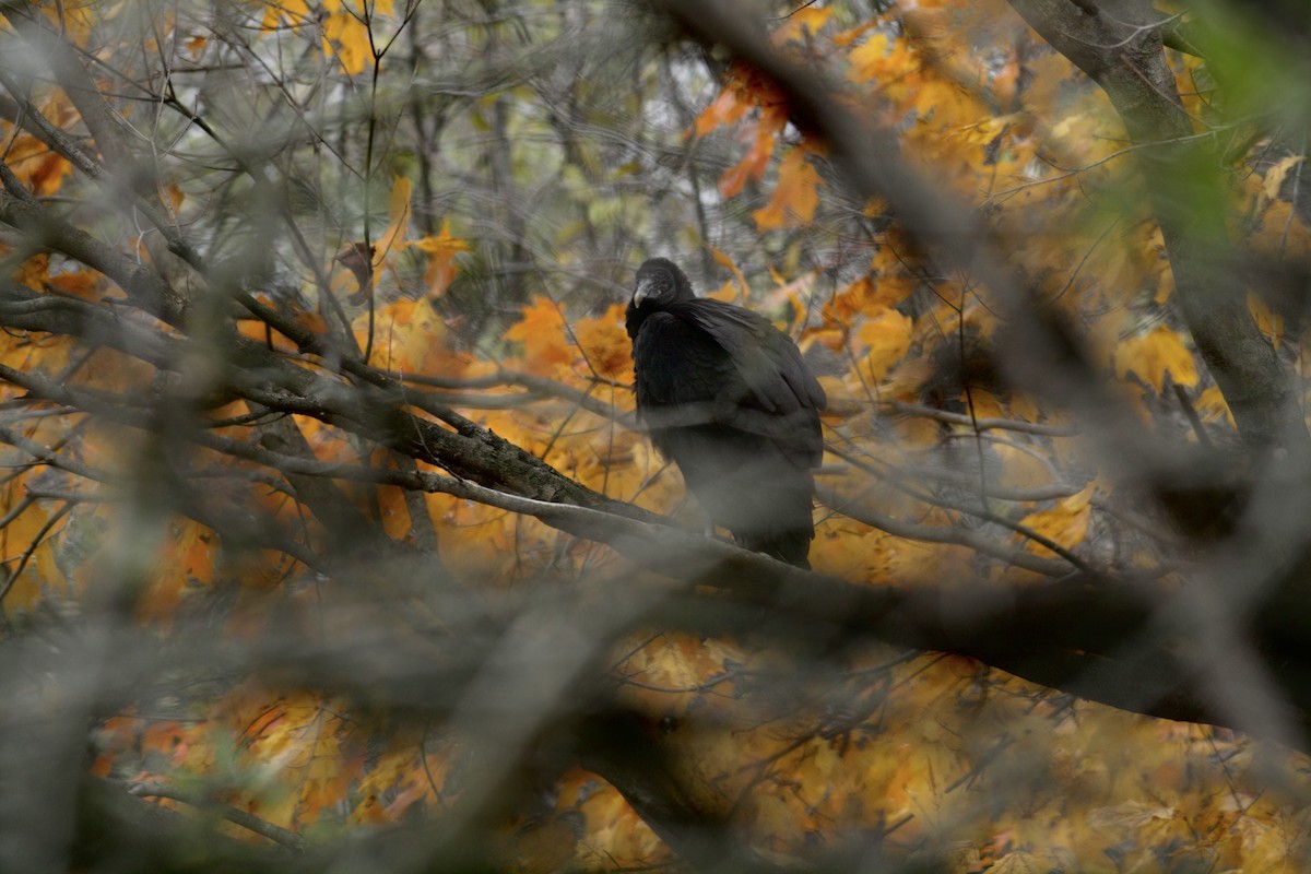 Black Vulture - ML391187801