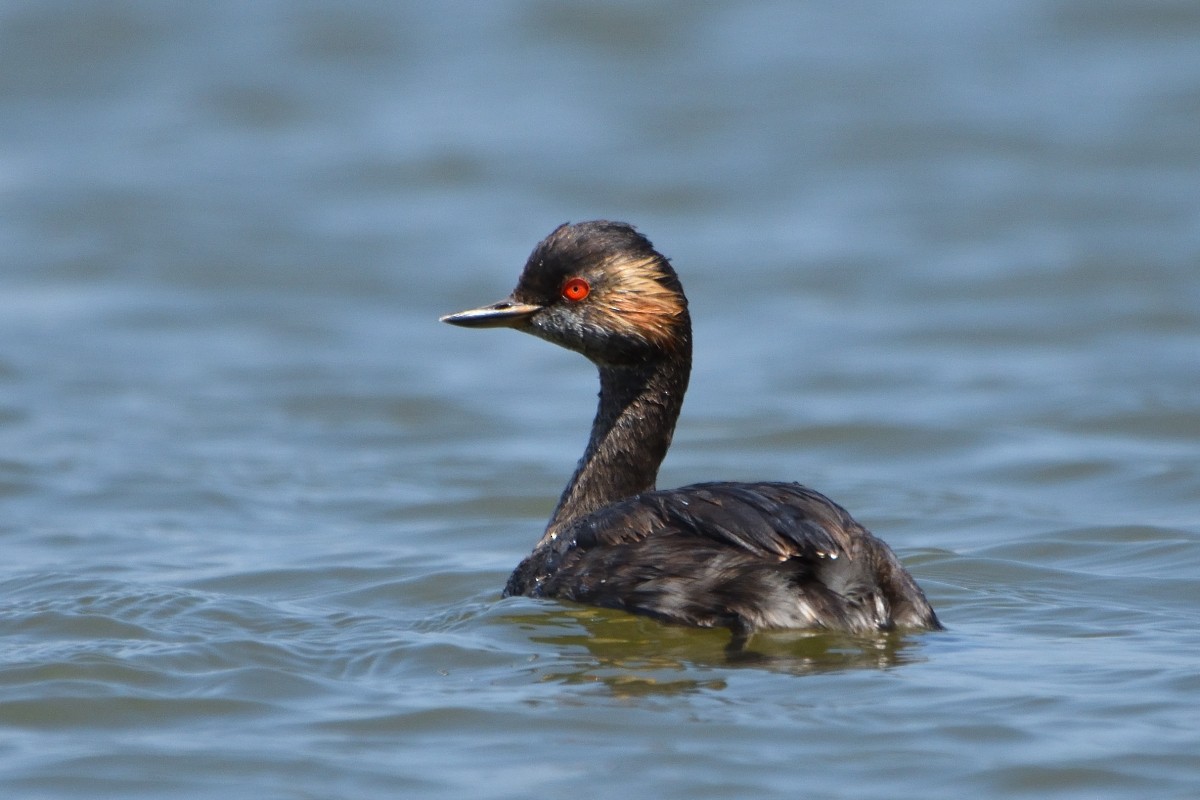 Eared Grebe - ML391190551