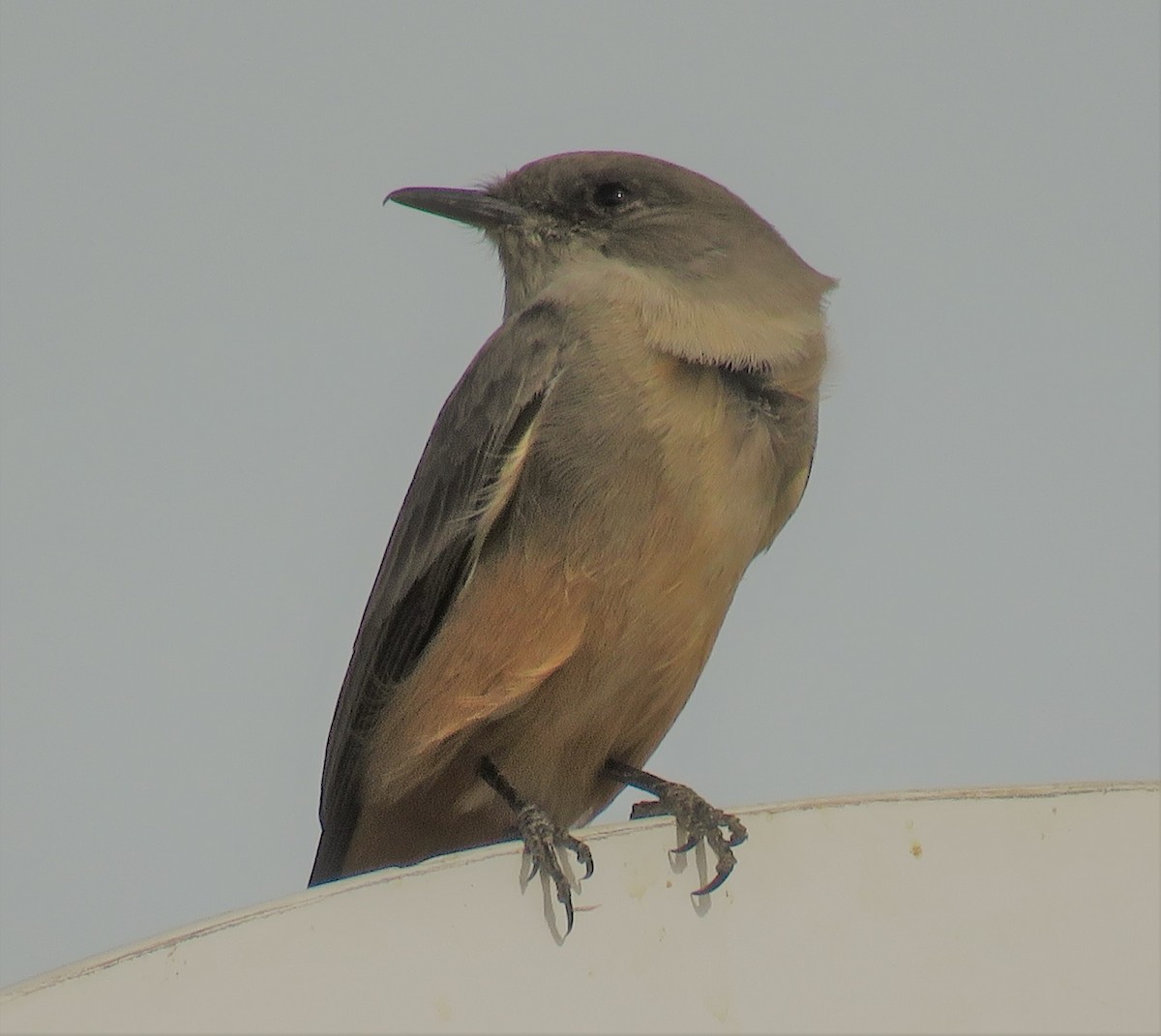 Say's Phoebe - ML391191621