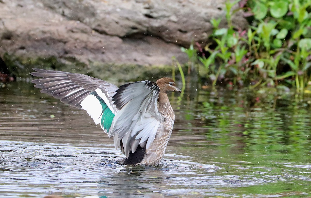 Maned Duck - ML391195321