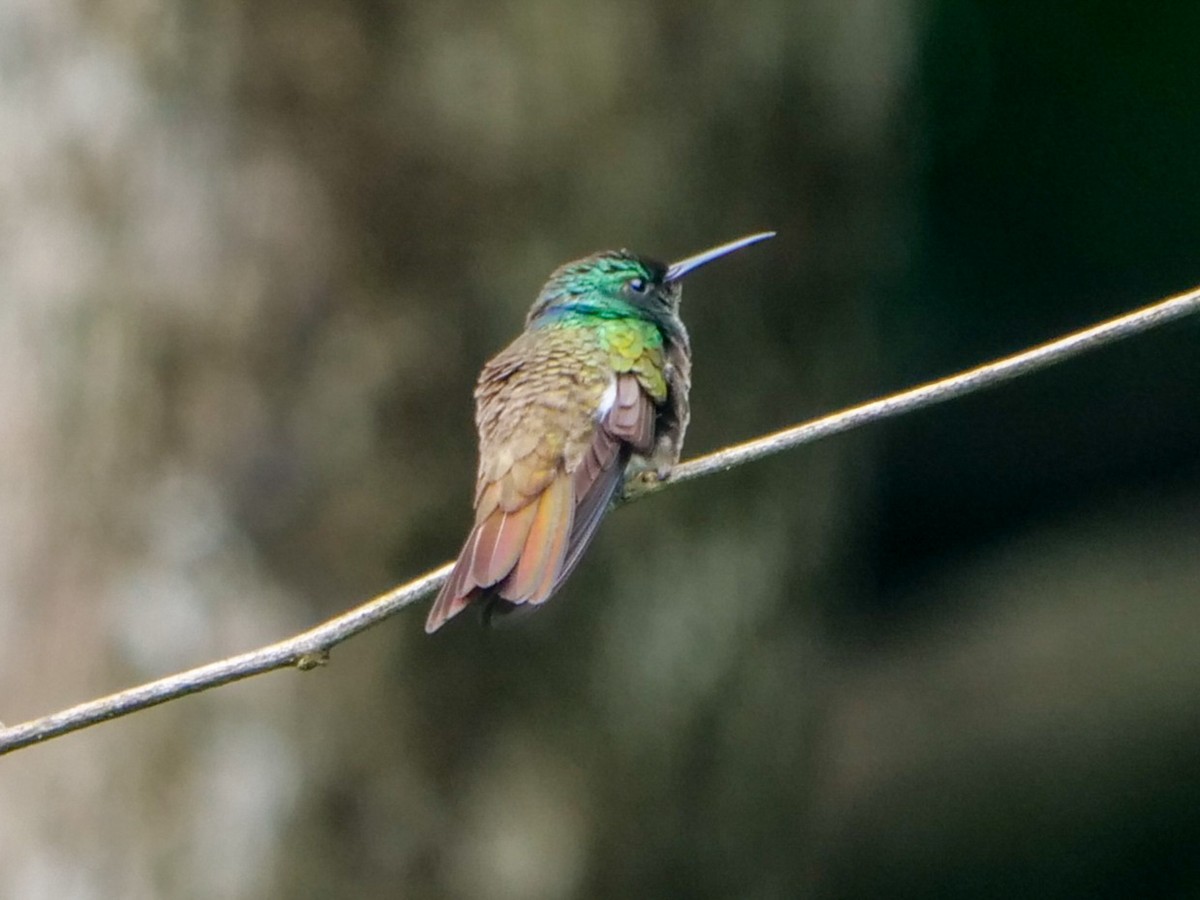 Snowy-bellied Hummingbird - Roger Horn