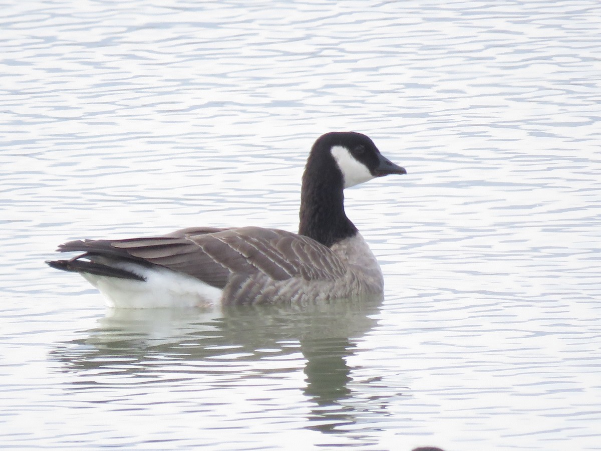Cackling Goose (Richardson's) - ML391195871