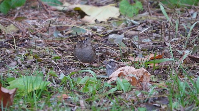 Golden-crowned Sparrow - ML391196011