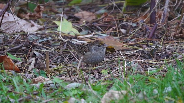 Golden-crowned Sparrow - ML391196051