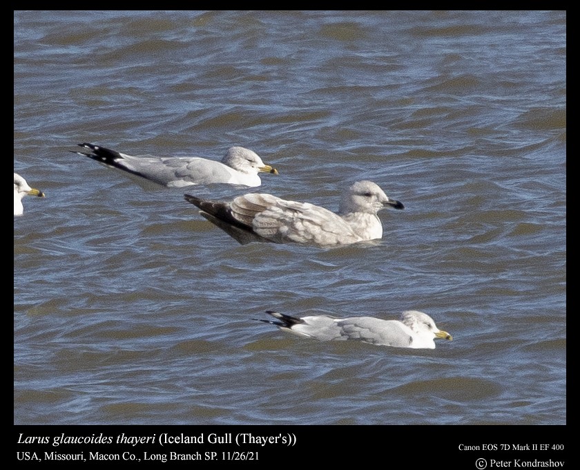 Iceland Gull (Thayer's) - Peter Kondrashov