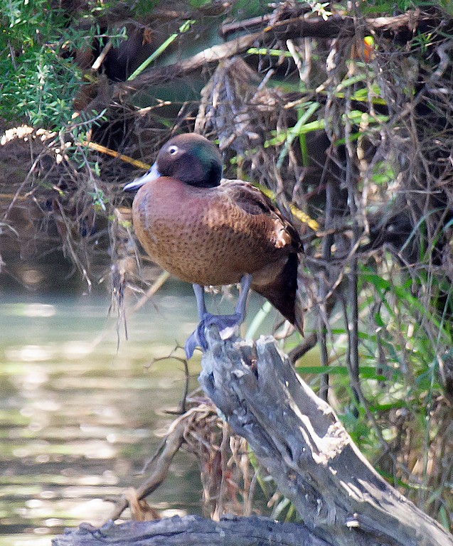 Brown Teal - ML391196931