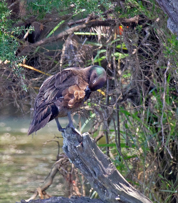 Brown Teal - ML391196951