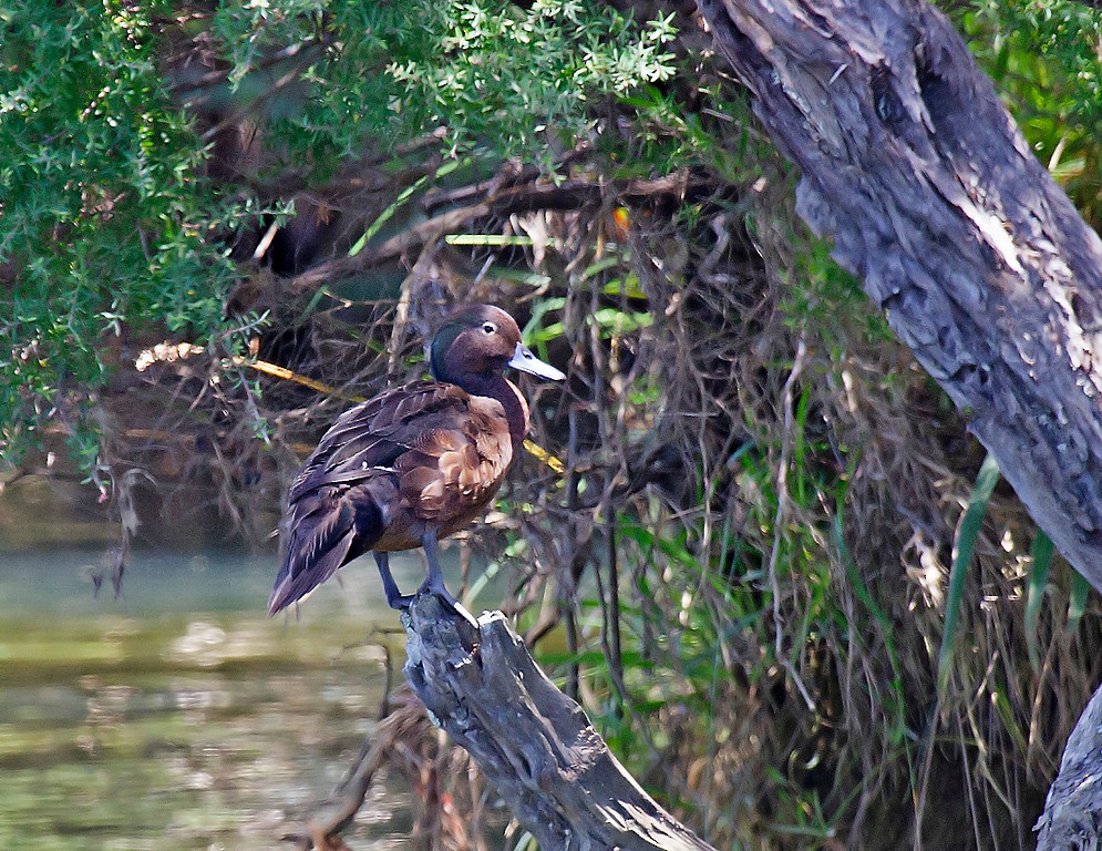 Brown Teal - ML391196961