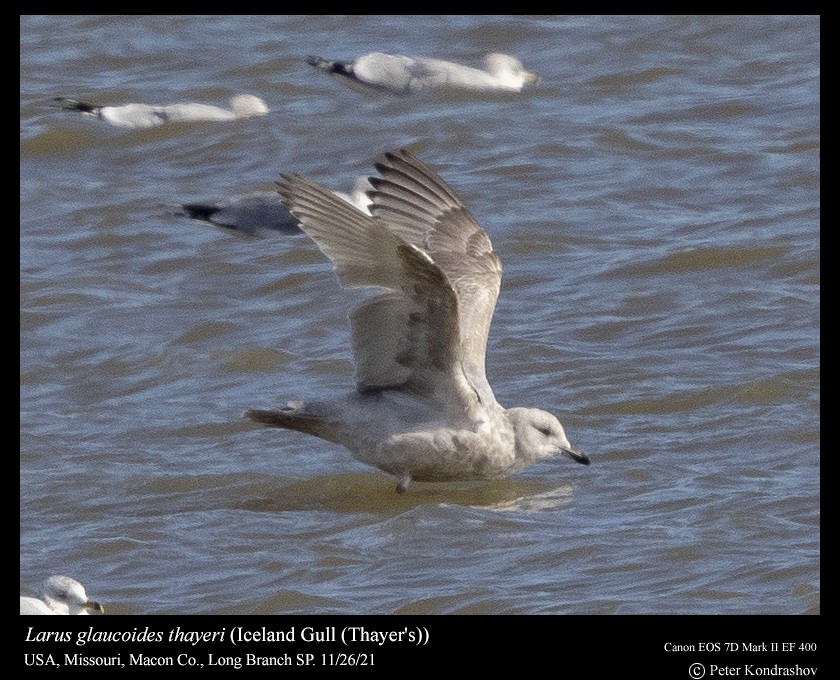 Iceland Gull (Thayer's) - Peter Kondrashov