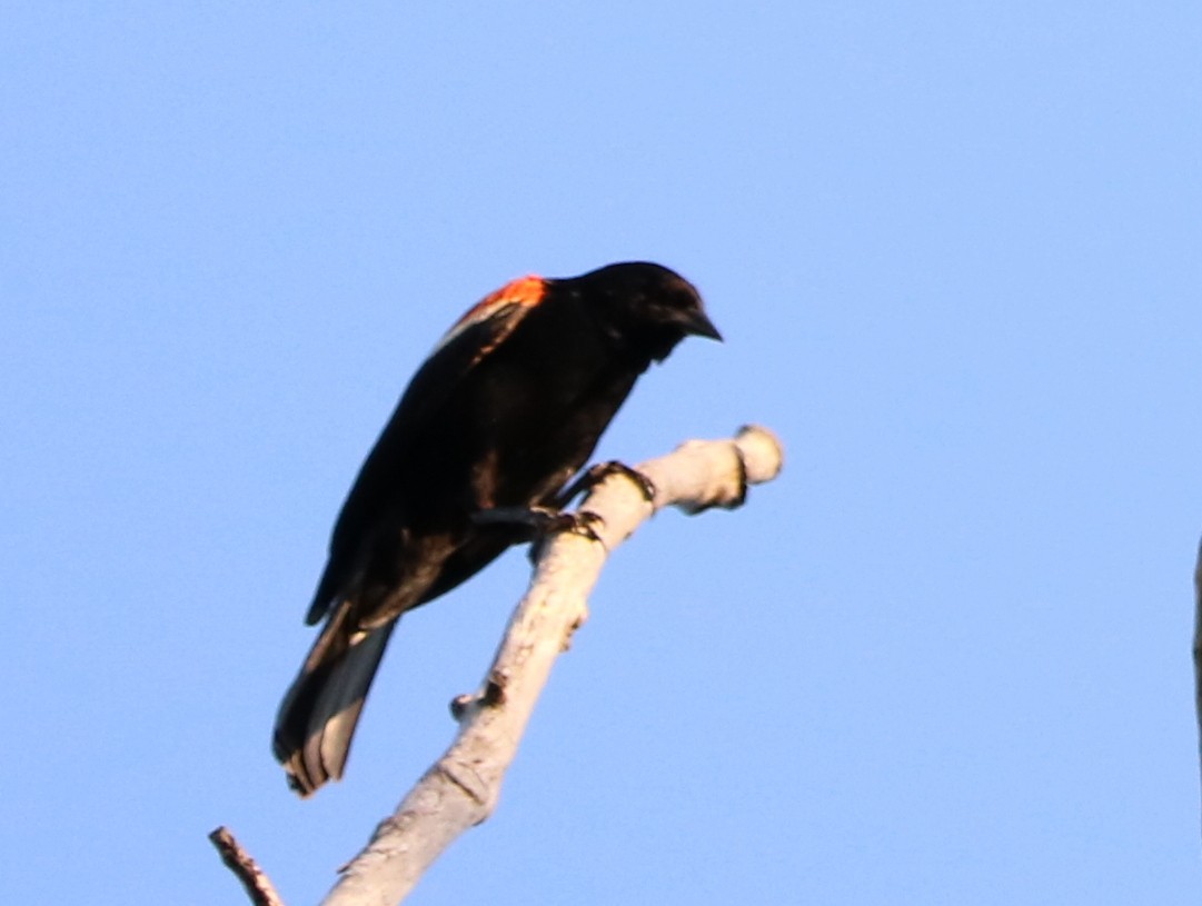 Red-winged Blackbird - Sharif Uddin