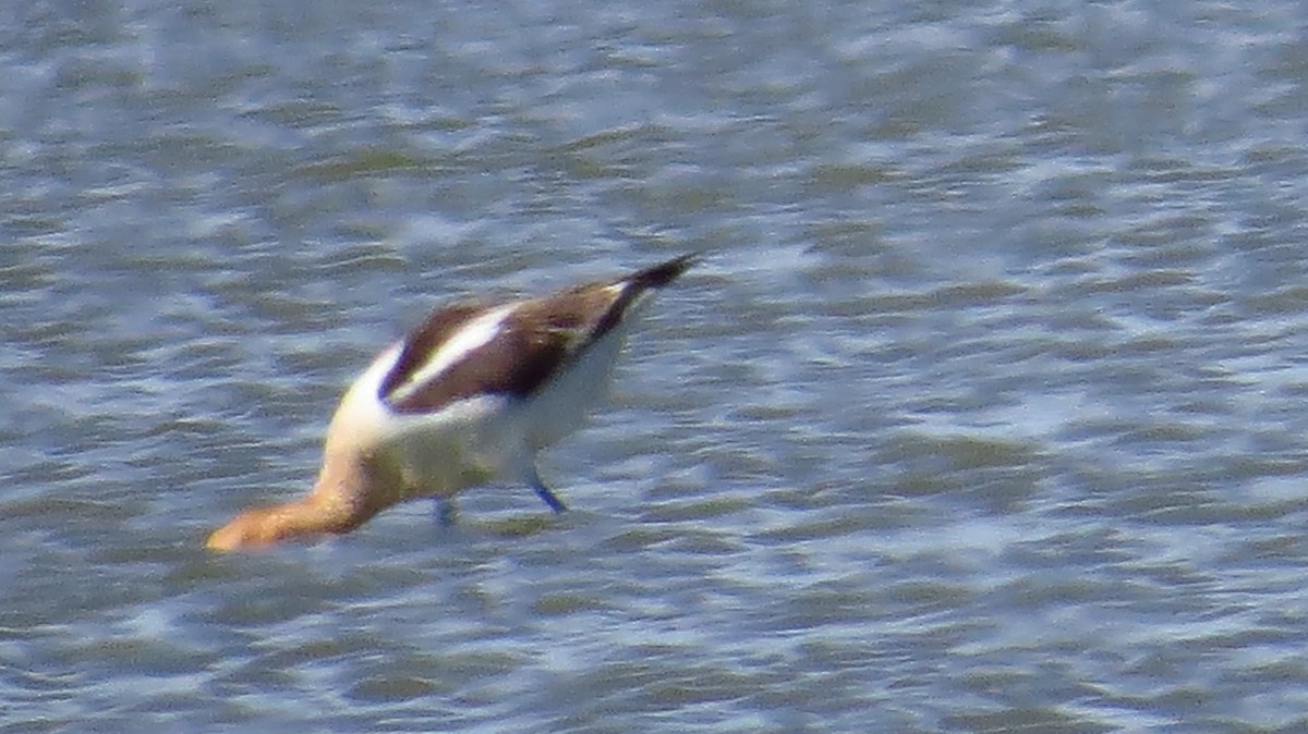 American Avocet - ML391201061