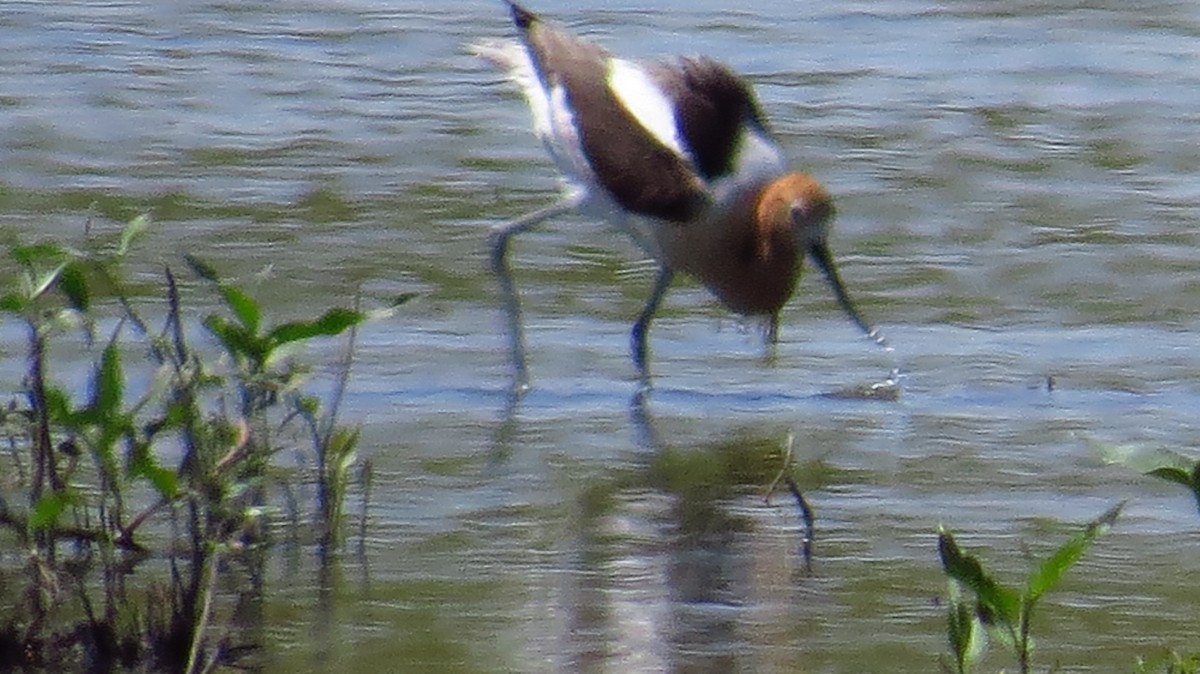 Avocette d'Amérique - ML391201491