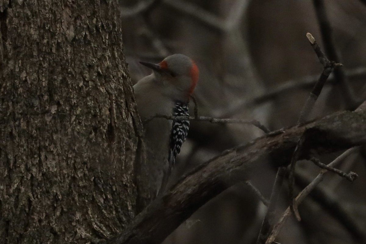 Red-bellied Woodpecker - ML391201611