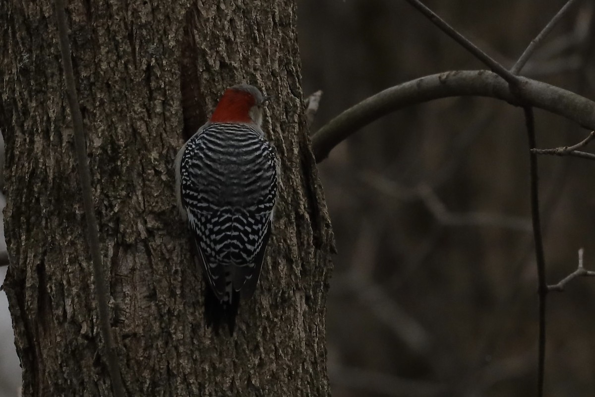 Red-bellied Woodpecker - ML391201621