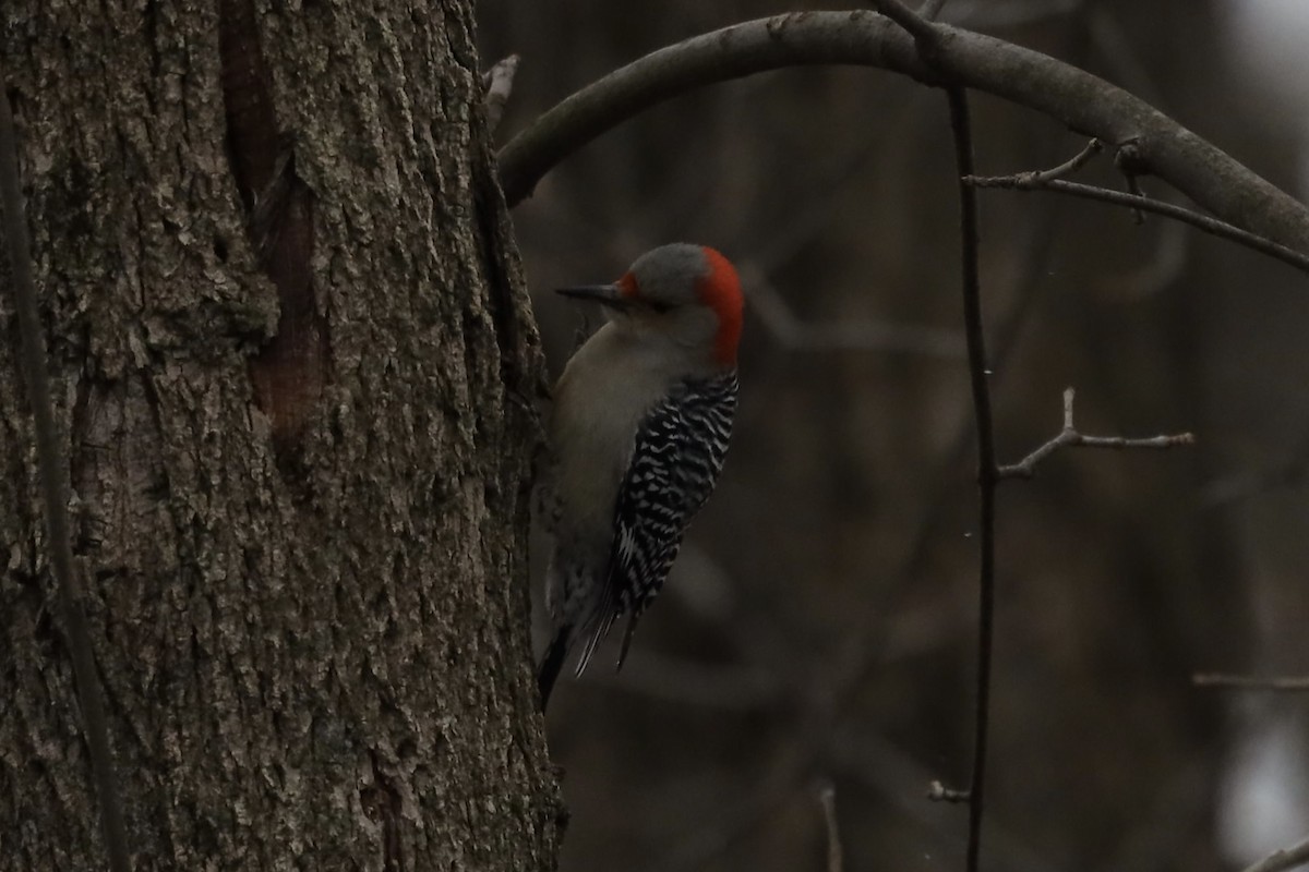 Red-bellied Woodpecker - ML391201631