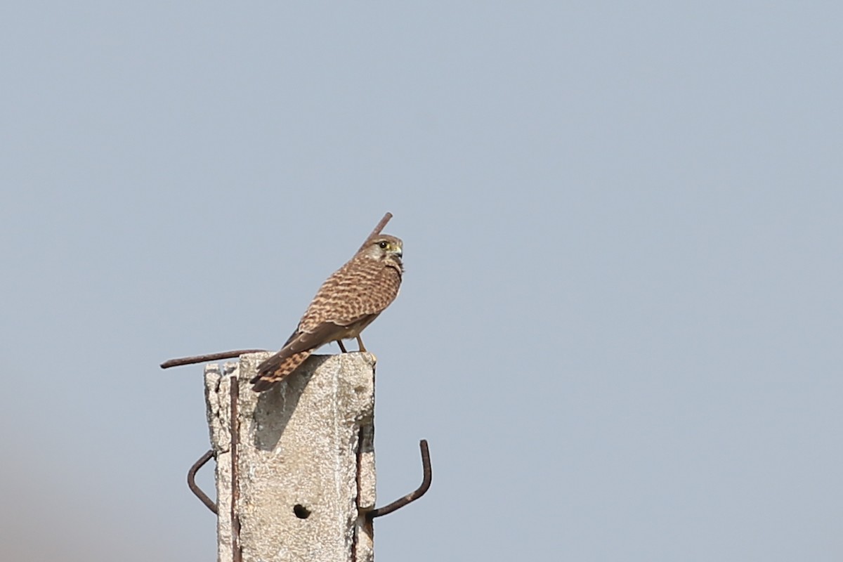 Turmfalke [tinnunculus-Gruppe] - ML39120201