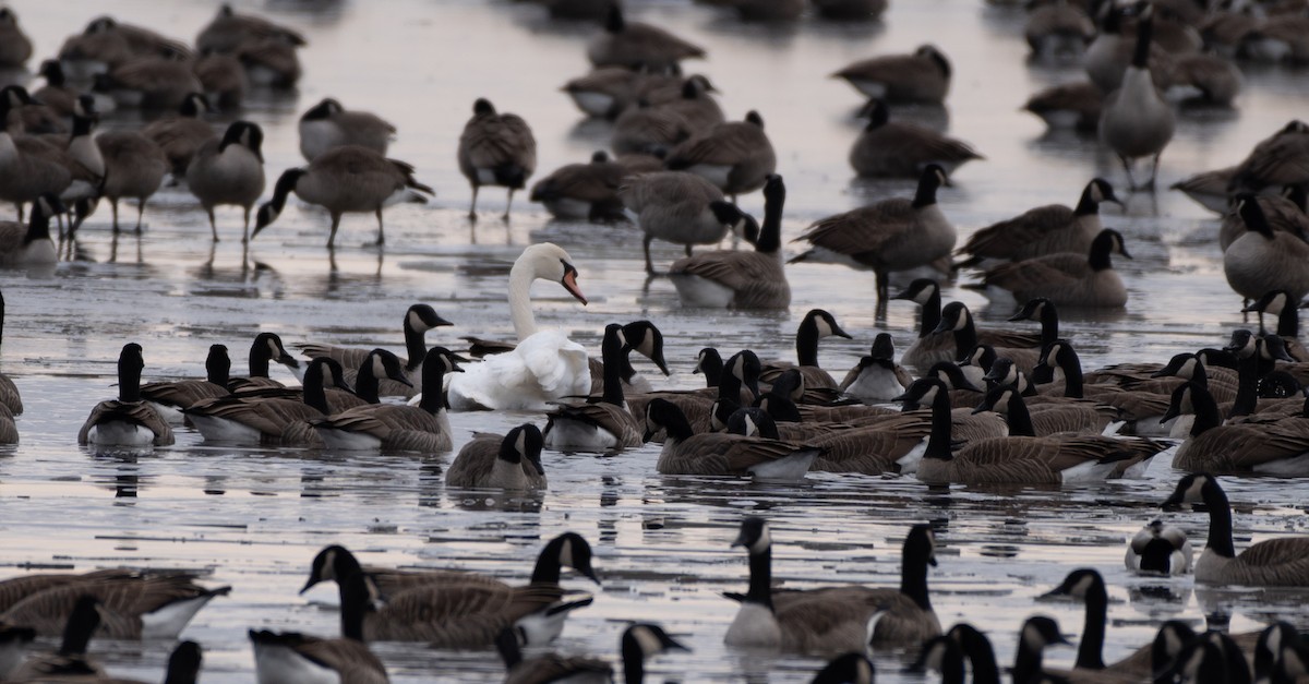 Mute Swan - ML391202471