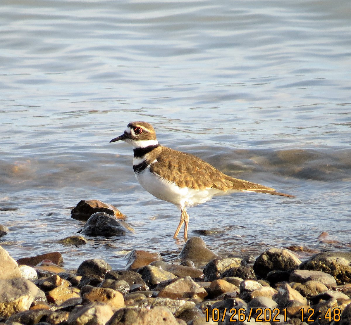 Killdeer - ML391208721