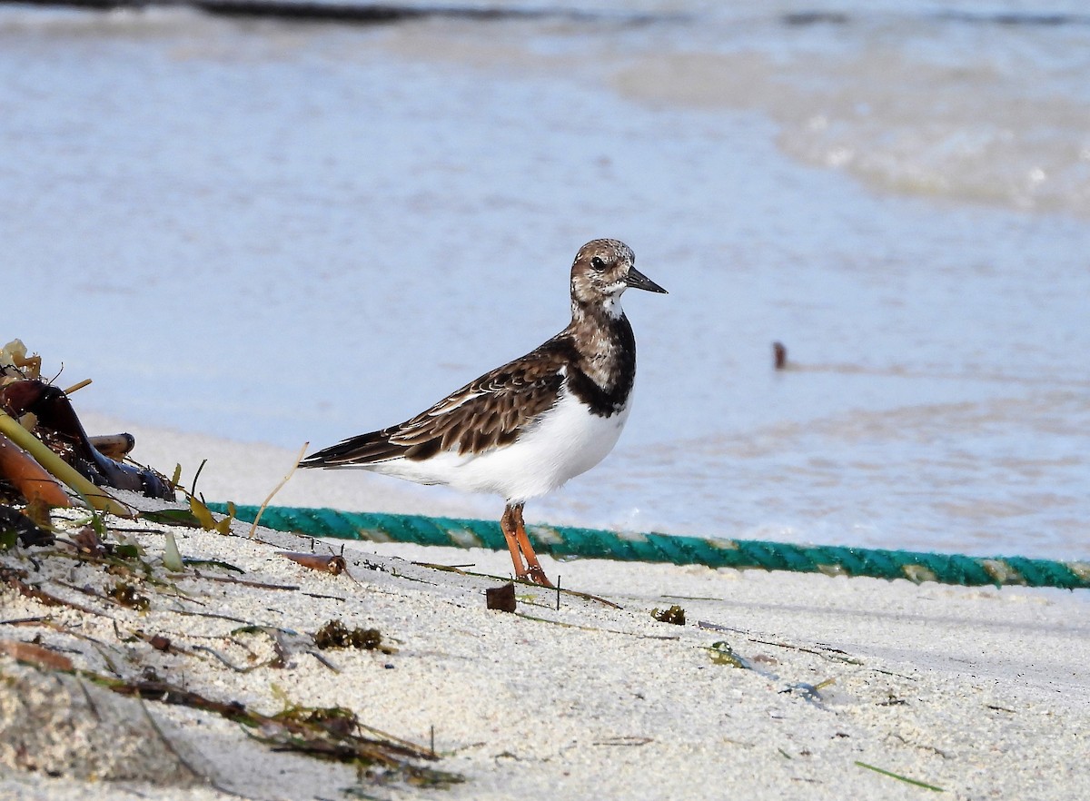 Ruddy Turnstone - ML391209471