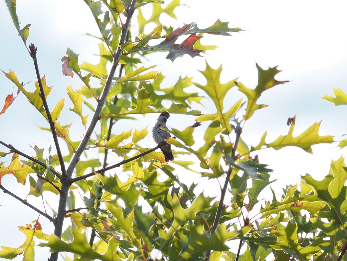 Rufous Hummingbird - Anonymous