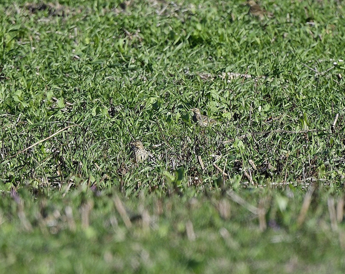 American Pipit - JoAnna Clayton