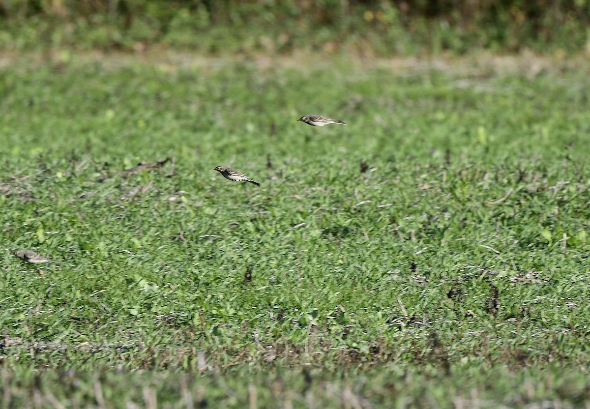 American Pipit - JoAnna Clayton