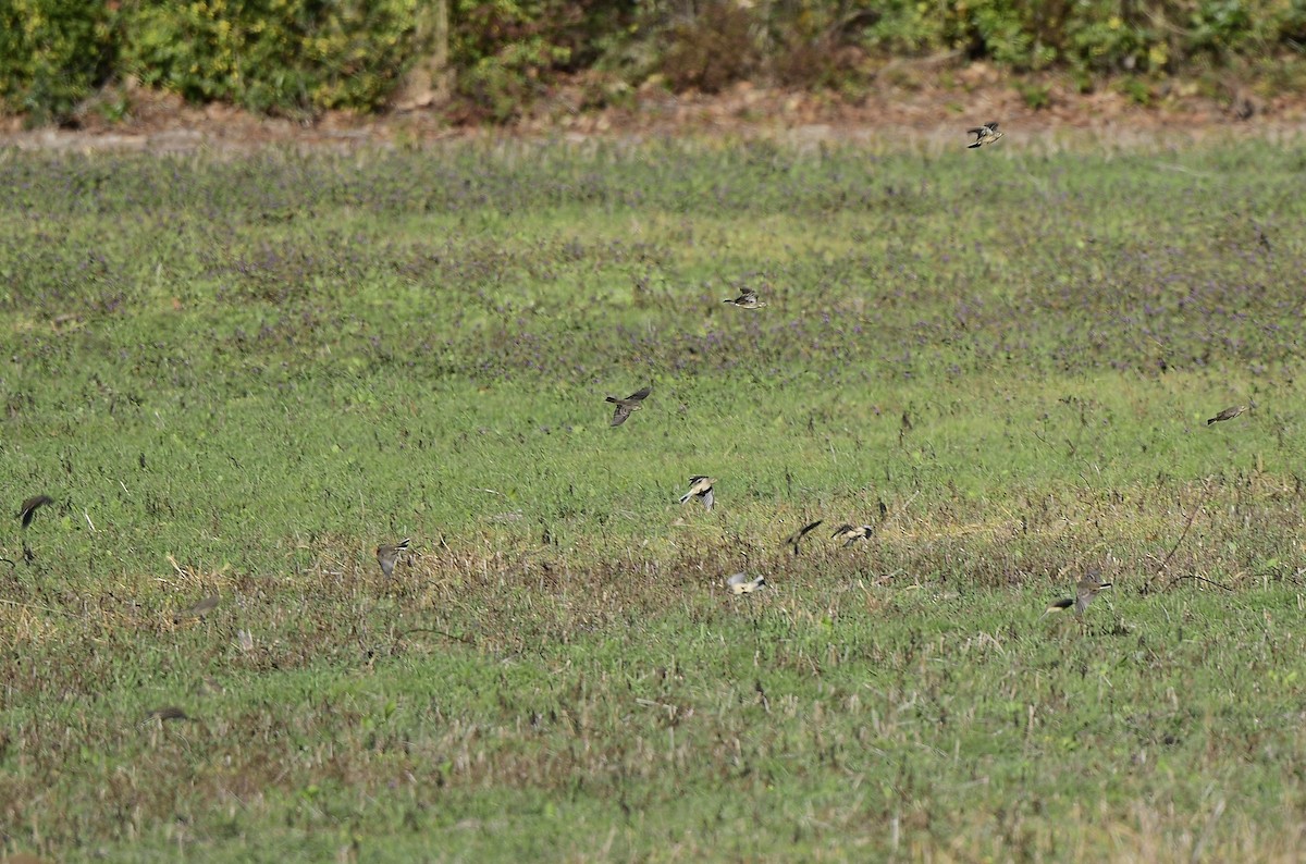 American Pipit - JoAnna Clayton