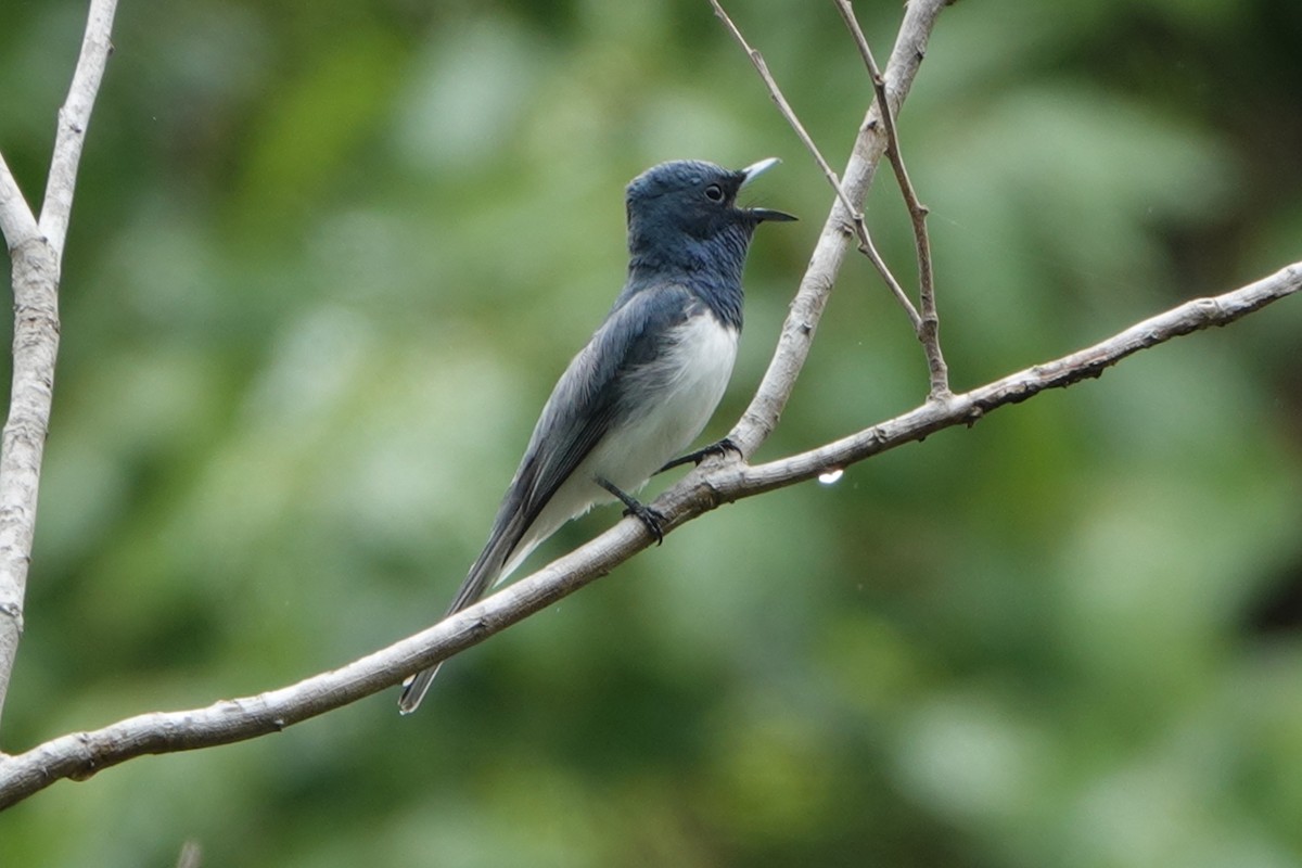 Leaden Flycatcher - ML391213441