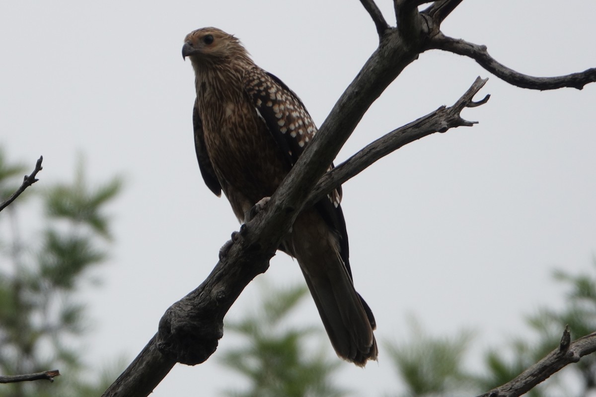 Whistling Kite - ML391213691