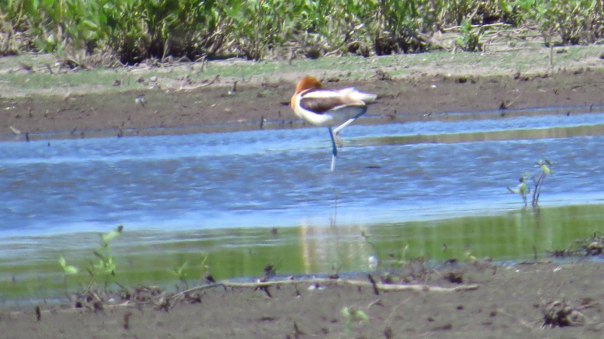 Avocette d'Amérique - ML391213711